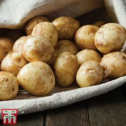 Potato 'T&M All Year Round Collection' -Florist Zone ladychr