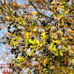 Ligustrum Vulgare -Florist Zone ligustrum