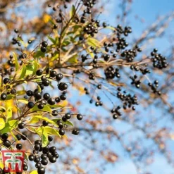 Ligustrum Vulgare -Florist Zone ligustrum2