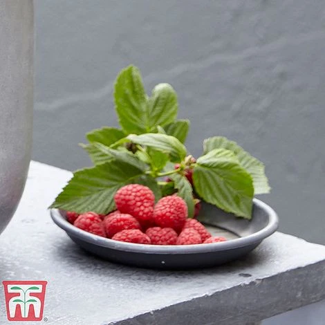 Raspberry 'Little Sweet Sister' 2 Raspberry 'Little Sweet Sister' - Image 2