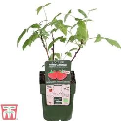 Raspberry 'Little Sweet Sister' 7 Raspberry 'Little Sweet Sister' -Florist Zone lil rasp4