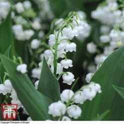 Everlasting Perennial Collection -Florist Zone lily of the vally3