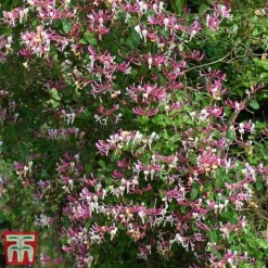 Honeysuckle 'Belgica' - Trellis -Florist Zone loni bel