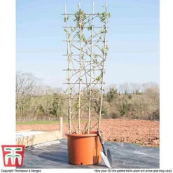 Honeysuckle 'Belgica' - Trellis -Florist Zone loni bel1