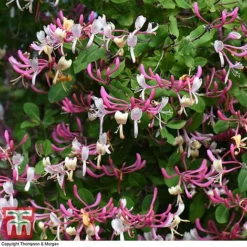 Honeysuckle 'Belgica' - Trellis -Florist Zone loni bel4