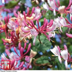 Honeysuckle 'Belgica' - Trellis -Florist Zone loni bel5