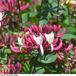 Honeysuckle 'Belgica' - Trellis -Florist Zone loni bel6