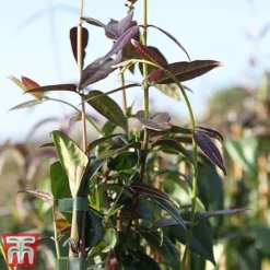 Honeysuckle 'Copper Beauty' 5 Honeysuckle 'Copper Beauty' -Florist Zone loni copp3