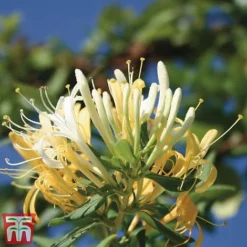 Honeysuckle 'Halliana' - Trellis -Florist Zone loni halli2