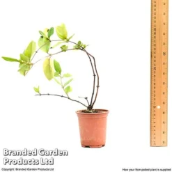 Honeysuckle 'Dart's World' -Florist Zone lonice