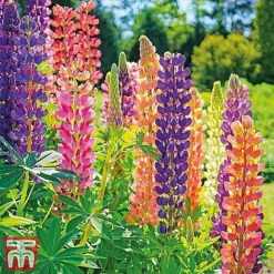 Everlasting Perennial Collection -Florist Zone lupin russell13