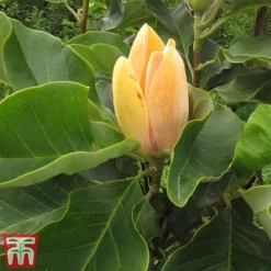 Magnolia 'Sunspire' -Florist Zone magn suns3