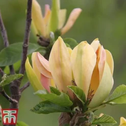 Magnolia 'Sunspire' -Florist Zone magn suns4