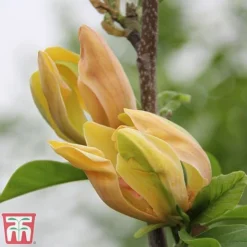 Magnolia 'Sunspire' -Florist Zone magn suns5