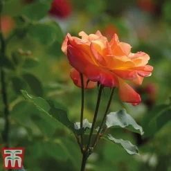 Rose 'Climbing Masquerade' -Florist Zone masq2