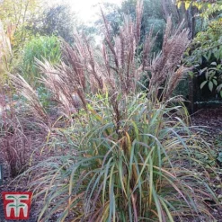Miscanthus Sinensis 'Volcano'