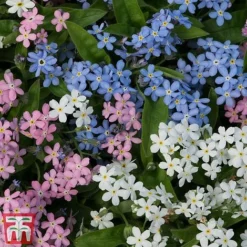 Forget-Me-Not Mixed -Florist Zone mix my