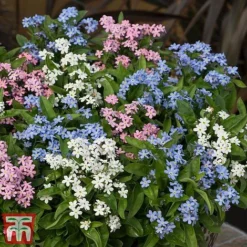 Forget-Me-Not Mixed -Florist Zone mix mye