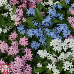 Forget-Me-Not Mixed -Florist Zone mix myo