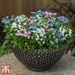Forget-Me-Not Mixed -Florist Zone mix myt