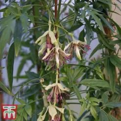 Clematis Napaulensis -Florist Zone napal