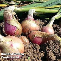 Onion Triple Pack (Spring) -Florist Zone onion keravil pink11