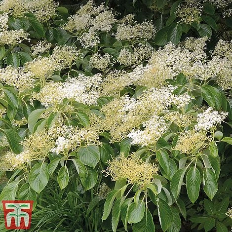 Cornus Controversa 'Pagoda' 2 Cornus Controversa 'Pagoda' - Image 2