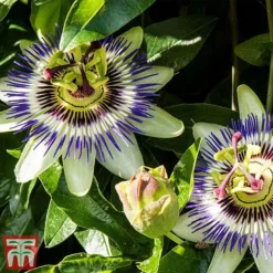 Passiflora Caerulea -Florist Zone pass caer