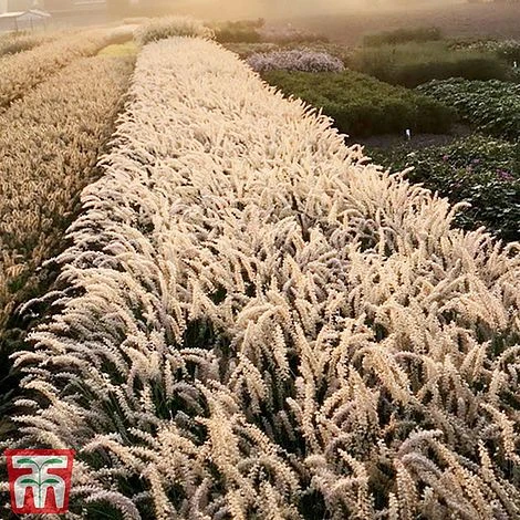 Pennisetum Orientale 'Dance With Me' 2 Pennisetum Orientale 'Dance With Me' - Image 2