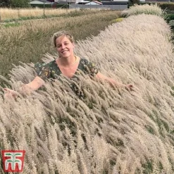 Pennisetum Orientale 'Dance With Me'