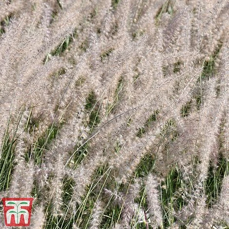 Pennisetum Orientale 'Dance With Me' 5 Pennisetum Orientale 'Dance With Me' - Image 5
