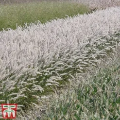 Pennisetum Orientale 'Dance With Me' 13 Pennisetum Orientale 'Dance With Me' -Florist Zone penn dance7