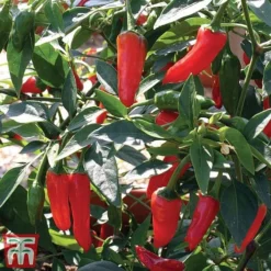 Chilli Pepper 'Apache' F1 Hybrid -Florist Zone pepp apach3