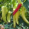 Chilli Pepper 'Hot Banana'