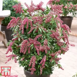 Pieris Japonica 'Passion' -Florist Zone pier