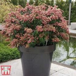 Pieris Japonica 'Passion' -Florist Zone piers2