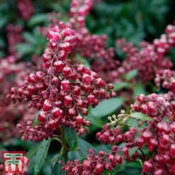 Pieris Japonica 'Passion' -Florist Zone piers3