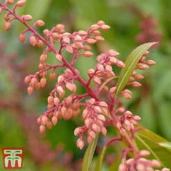 Pieris Japonica 'Passion' -Florist Zone piers4