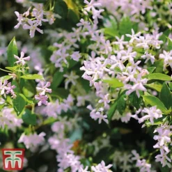 Trachelospermum 'Pink Shower' -Florist Zone pinkstar1