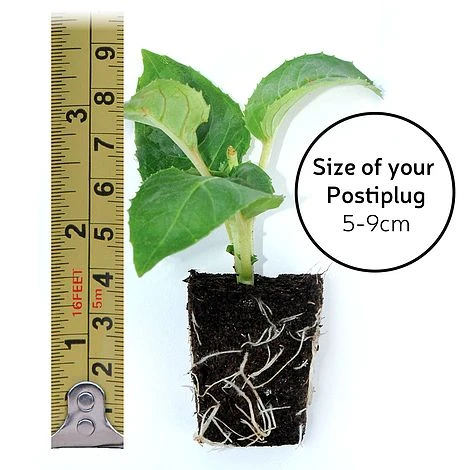 Scabious 'Kudos Collection' 5 Scabious 'Kudos Collection' - Image 5