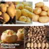 Potato Blight Tolerant Collection