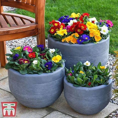 Primrose '100 Days Of Flower' 2 Primrose '100 Days Of Flower' - Image 2