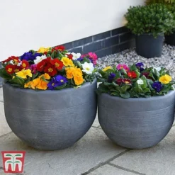 Primrose '100 Days Of Flower' 6 Primrose '100 Days Of Flower' -Florist Zone prim 1001