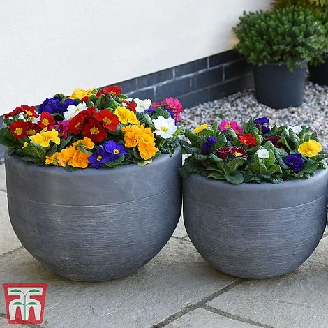 Primrose '100 Days Of Flower' 3 Primrose '100 Days Of Flower' - Image 3