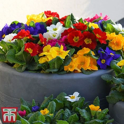 Primrose '100 Days Of Flower' 1 Primrose '100 Days Of Flower'