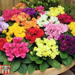 Primrose 'Primlet Tropical Mix' 11 Primrose 'Primlet Tropical Mix' -Florist Zone prim let