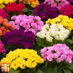 Primrose 'Primlet Tropical Mix' 13 Primrose 'Primlet Tropical Mix' -Florist Zone prim let2