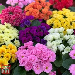 Primrose 'Primlet Tropical Mix' 12 Primrose 'Primlet Tropical Mix' -Florist Zone prim trop