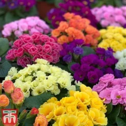 Primrose 'Primlet Tropical Mix' 10 Primrose 'Primlet Tropical Mix' -Florist Zone prim trop3