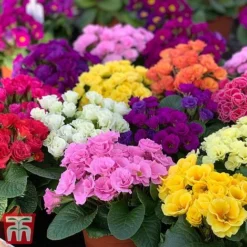 Primrose 'Primlet Tropical Mix' 15 Primrose 'Primlet Tropical Mix' -Florist Zone prim trop4